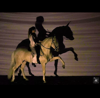 stage-dressage-et-travail-a-pied